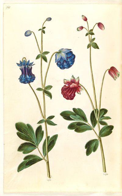 Aquilegia vulgaris (vanlig akelei) av Hans Simon Holtzbecker