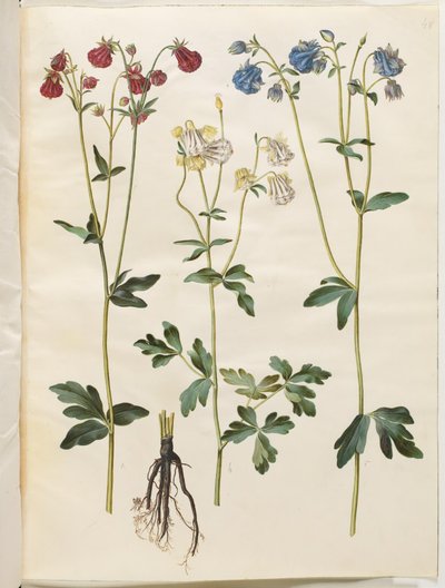 Aquilegia vulgaris (vanlig akelei) av Hans Simon Holtzbecker