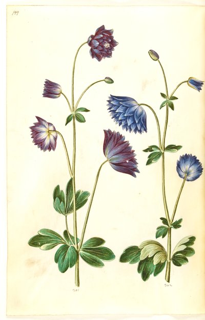 Aquilegia vulgaris (vanlig akelei) av Hans Simon Holtzbecker