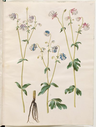 Aquilegia vulgaris (vanlig akelei) av Hans Simon Holtzbecker