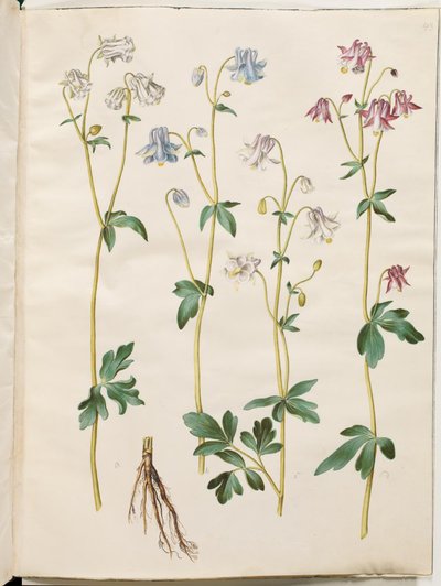 Aquilegia vulgaris (vanlig akelei) av Hans Simon Holtzbecker