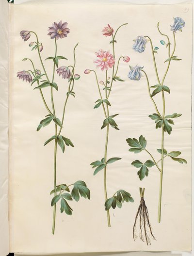 Aquilegia vulgaris (vanlig akelei) av Hans Simon Holtzbecker