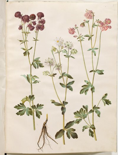 Aquilegia vulgaris (vanlig akelei) av Hans Simon Holtzbecker