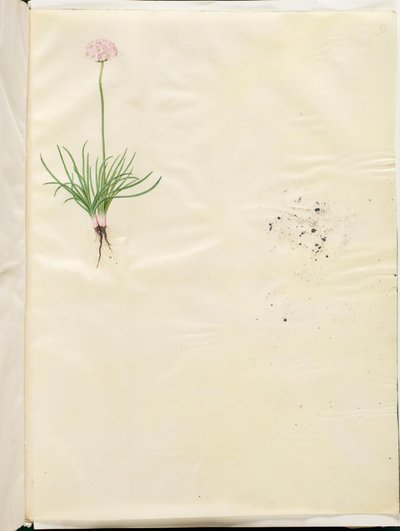 Armeria maritima (vanlig engelsk gress) av Hans Simon Holtzbecker