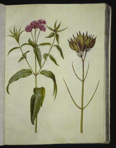 Asclepias incarnata (rose-silkeplante) av Hans Simon Holtzbecker