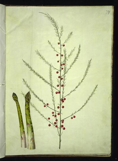 Asparges officinalis (vanlig asparges) av Hans Simon Holtzbecker
