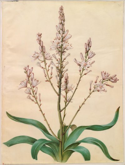 Asphodel ramosus (grønn påskelilje) av Hans Simon Holtzbecker
