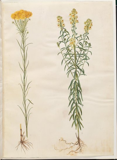 Aster linosyris (gullhåraster); Linaria vulgaris (vanlig torsk) av Hans Simon Holtzbecker