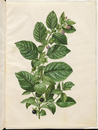 Atropa belladonna (galnebær) av Hans Simon Holtzbecker