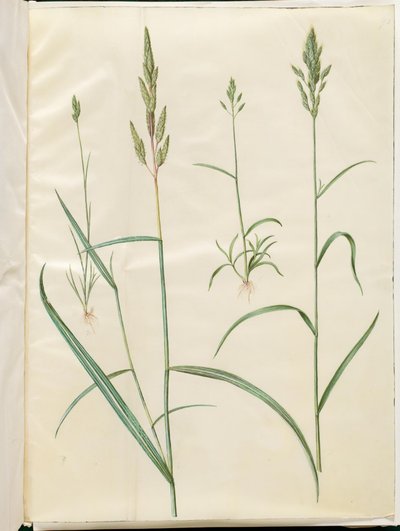 Bromus bygg (blød hejre); Phalaris arundinacea av Hans Simon Holtzbecker