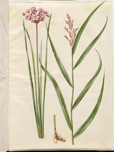 Butomus umbellatus (brudelys); Phragmites australis (vanlig siv) av Hans Simon Holtzbecker