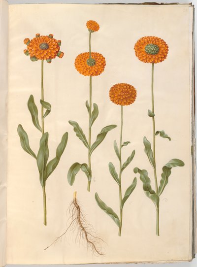Calendula officinalis (hage ringblomst) av Hans Simon Holtzbecker