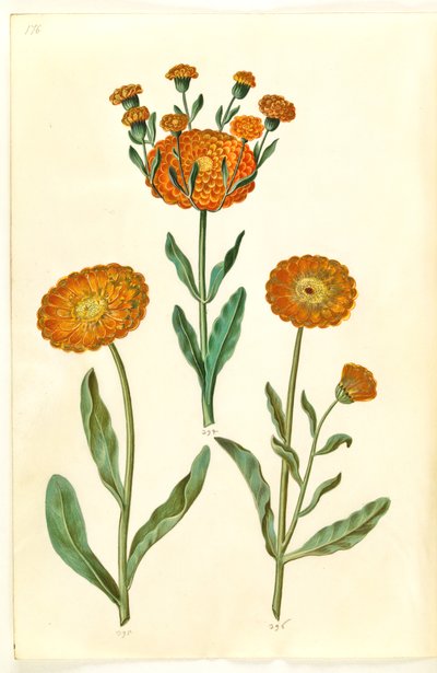 Calendula officinalis (hage ringblomst) av Hans Simon Holtzbecker