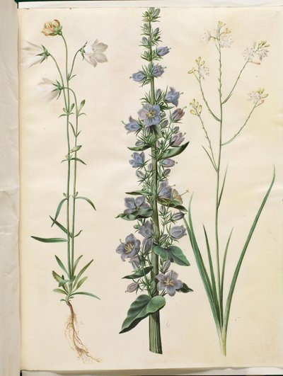 Campanula persicifolia (smalbladet kloke); Pyramideklokke (pyramideklokke); Anthericum ramosum (grenet edderkopurt) av Hans Simon Holtzbecker