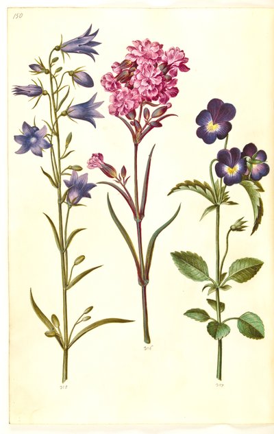 Campanula rotundifolia (liten bjelle); Silene viscaria (vanlig tjærefed); Viola tricolor (vanlig stemorsblomst) av Hans Simon Holtzbecker