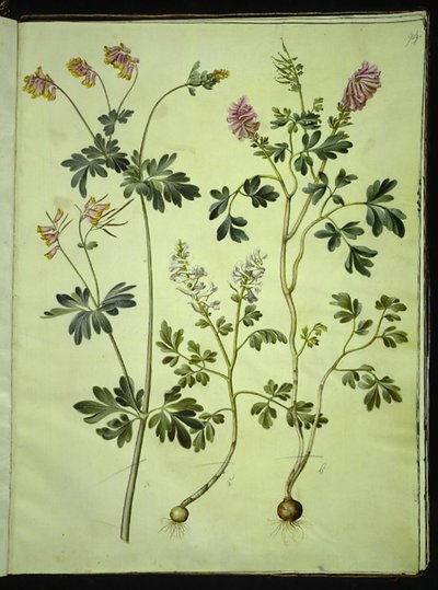 Capnoides sempervirens (harlekin); Corydalis solida (langstilket lerkespore) av Hans Simon Holtzbecker