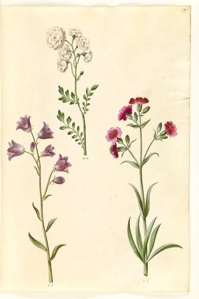 Cardamine pratensis (engkarse); Campanula rotundifolia (?) (liden klokke); Silene vulgaris (?) (blæresmelde) av Hans Simon Holtzbecker