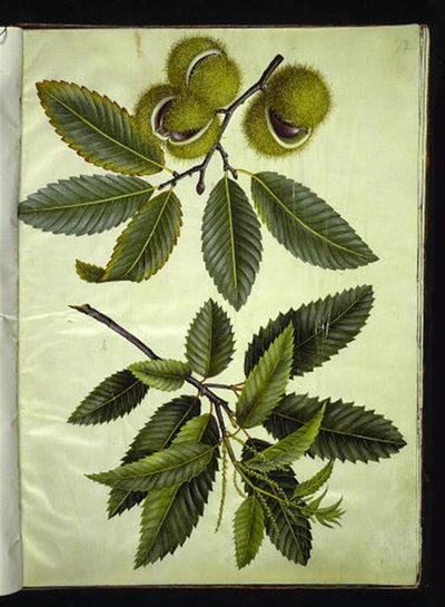 Castanea sativa (ekte kastanje) av Hans Simon Holtzbecker