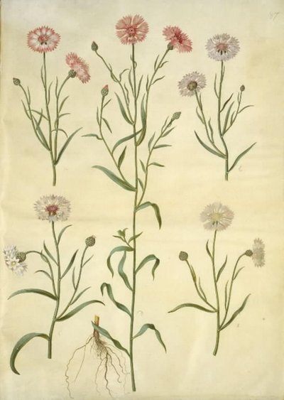 Centaurea cyanus (kornblomst) av Hans Simon Holtzbecker