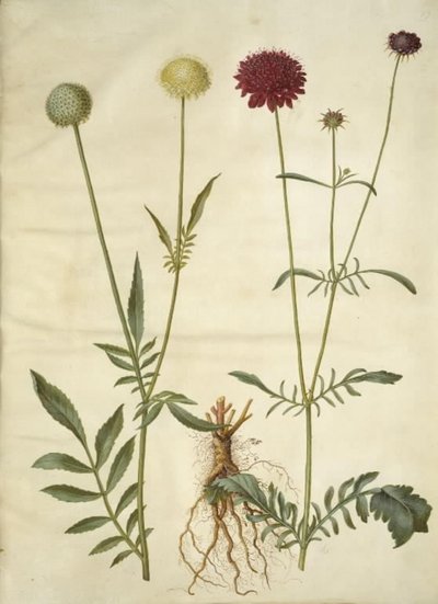 Cephalaria leucantha (hvitskalahode); Scabiosa atropurpurea (enkeblomst) av Hans Simon Holtzbecker