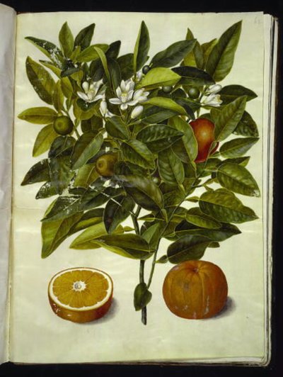 Citrus sinensis (oransje) av Hans Simon Holtzbecker