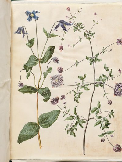 Clematis integrifolia (blå flerårig klematis); Clematis viticella (italiensk creeper) av Hans Simon Holtzbecker
