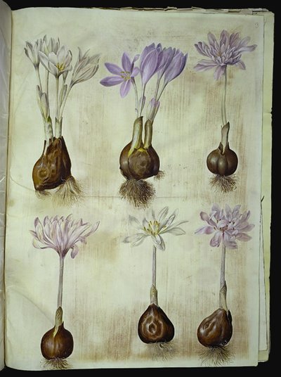 Colchicum autumnale (høst-tidløs) av Hans Simon Holtzbecker