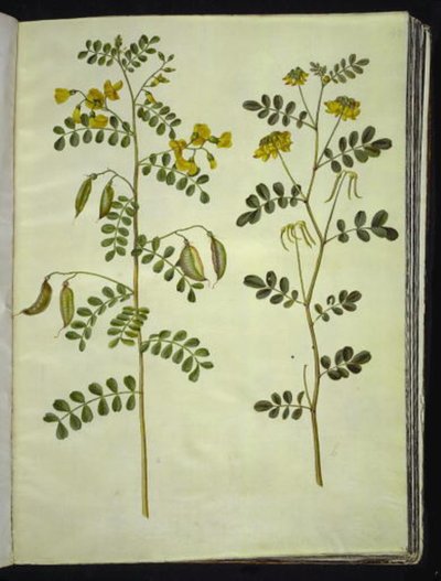 Colutea arborescens (vanlig blæreurt); Hippocrepis emerus (busk-hestesko) av Hans Simon Holtzbecker