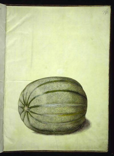 Cucumis melo (melon) av Hans Simon Holtzbecker