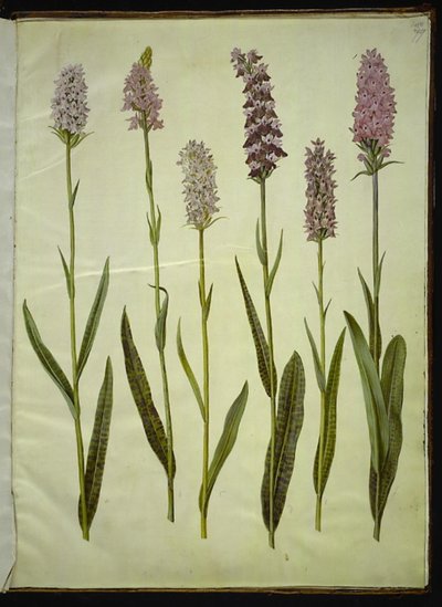 Dactylorhiza maculata (flekket gjøkurt) av Hans Simon Holtzbecker