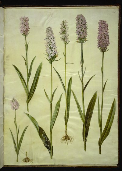 Dactylorhiza maculata (flekket gjøkurt) av Hans Simon Holtzbecker