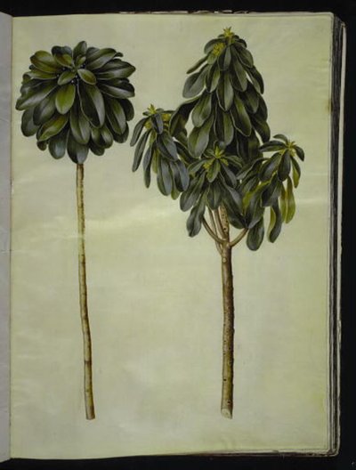 Daphne laureola (laurbær-dafne) av Hans Simon Holtzbecker
