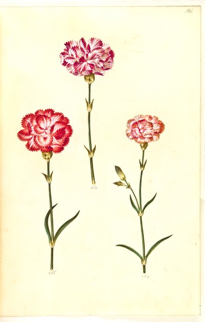 Dianthus caryophyllus (hagenellik) av Hans Simon Holtzbecker