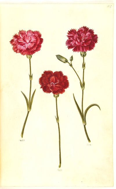 Dianthus caryophyllus (hagenellik) av Hans Simon Holtzbecker