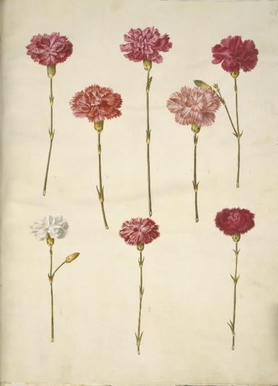 Dianthus caryophyllus (hagenellik) av Hans Simon Holtzbecker