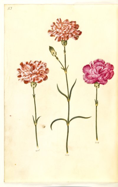 Dianthus caryophyllus (hagenellik) av Hans Simon Holtzbecker