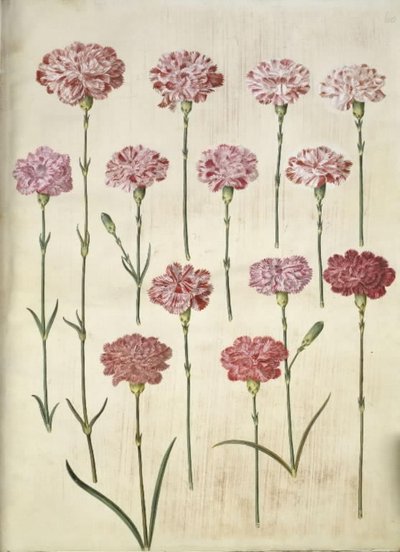 Dianthus caryophyllus (hagenellik) av Hans Simon Holtzbecker