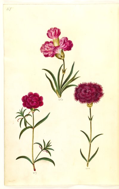 Dianthus caryophyllus (hagenellik) av Hans Simon Holtzbecker