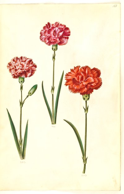 Dianthus caryophyllus (hagenellik) av Hans Simon Holtzbecker
