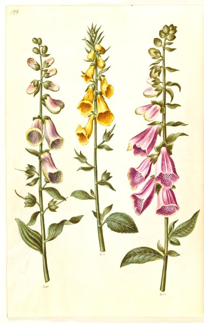 Digitalis purpurea (vanlig digitalis); Digitalis grandiflora (storblomstret revebjelle) av Hans Simon Holtzbecker