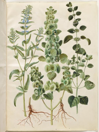 Dracocephalum moldavica (Moldavisk dragehode); Moluccella spinosa (tårntraktbeger); Melissa officinalis (sitronmelisse) av Hans Simon Holtzbecker