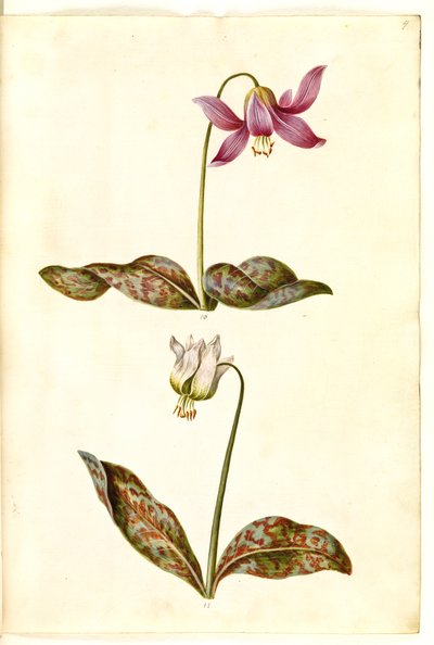 Erythronium dens-canis (ekte hundetann) av Hans Simon Holtzbecker