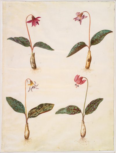 Erythronium dens-canis (ekte hundetann) av Hans Simon Holtzbecker