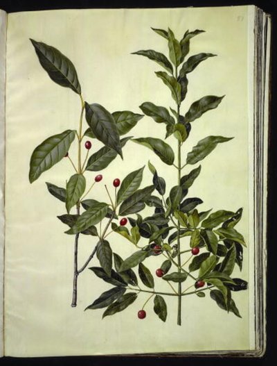 Euonymus latifolius (bredbladet benved); Euonymus europaeus (vanlig benved) av Hans Simon Holtzbecker