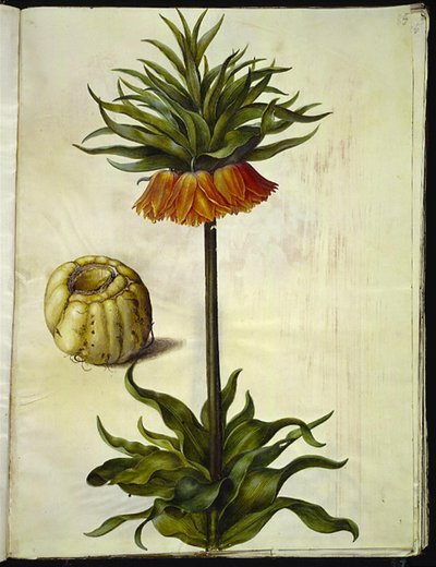Fritillaria imperialis (kronkeiser) av Hans Simon Holtzbecker