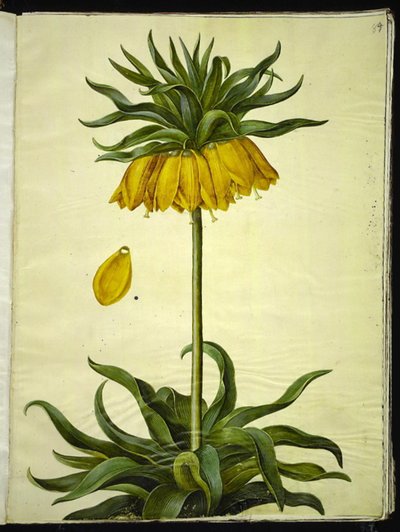 Fritillaria imperialis (kronkeiser) av Hans Simon Holtzbecker