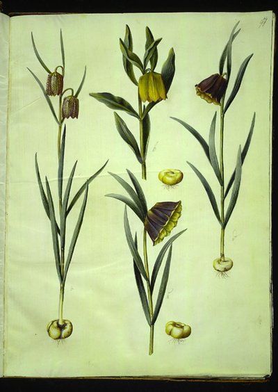 Fritillaria meleagris (vanlig hoggormegg); Fritillaria aurea eller Fritillaria tubiformis & moggridgei (vibeegg); Fritillaria montana av Hans Simon Holtzbecker