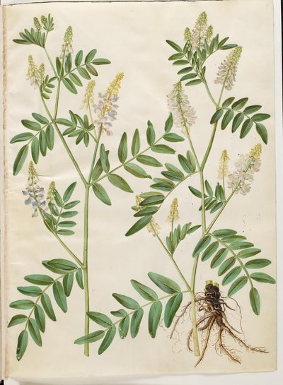 Galega officinalis (leges pod) av Hans Simon Holtzbecker