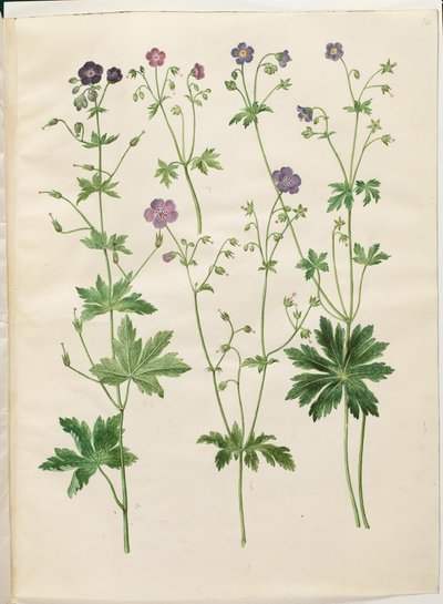 Geranium phaeum (bølgekronet storkenebb); Geranium sylvaticum (tømmerstorkenebb) av Hans Simon Holtzbecker