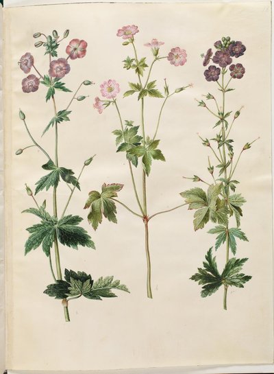 Geranium phaeum (bølgekronet storkenebb); Geranium versicolor (nettstorkenebb) av Hans Simon Holtzbecker